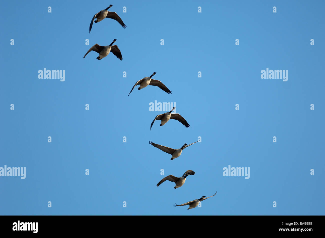 Flying birds and blue sky Stock Photo - Alamy