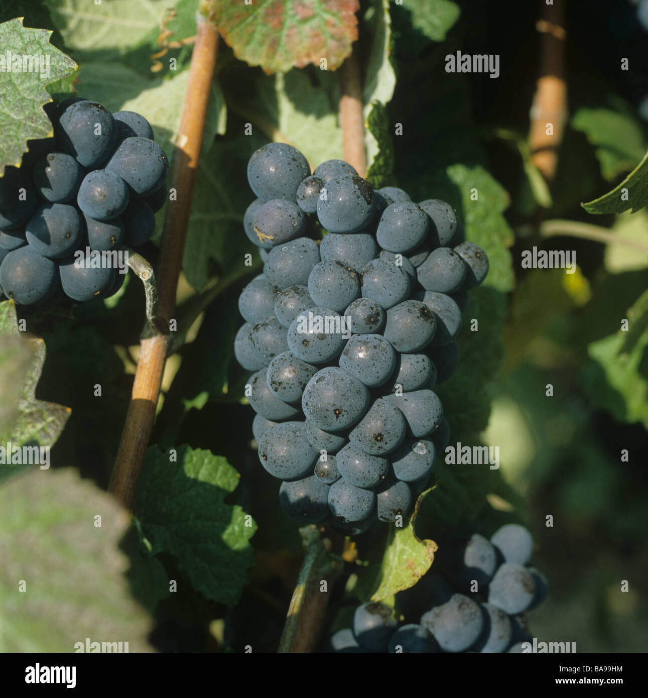 Mature bunch of red Pinot Meunier grapes on the vines in a Champagne vineyard France Stock Photo