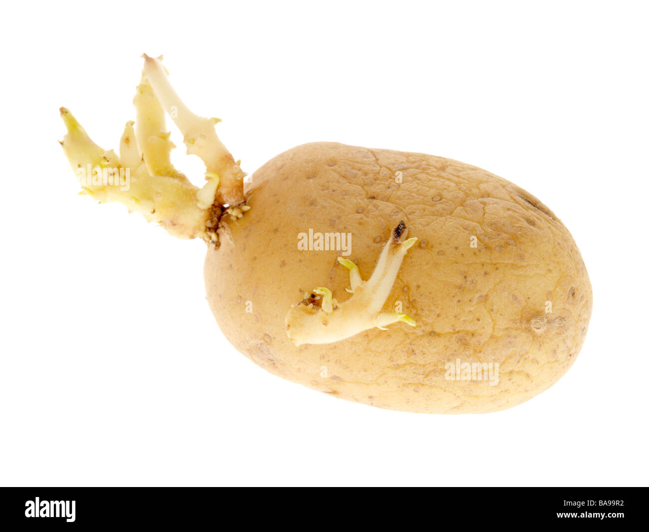 Gone Off Potato Stock Photo Alamy