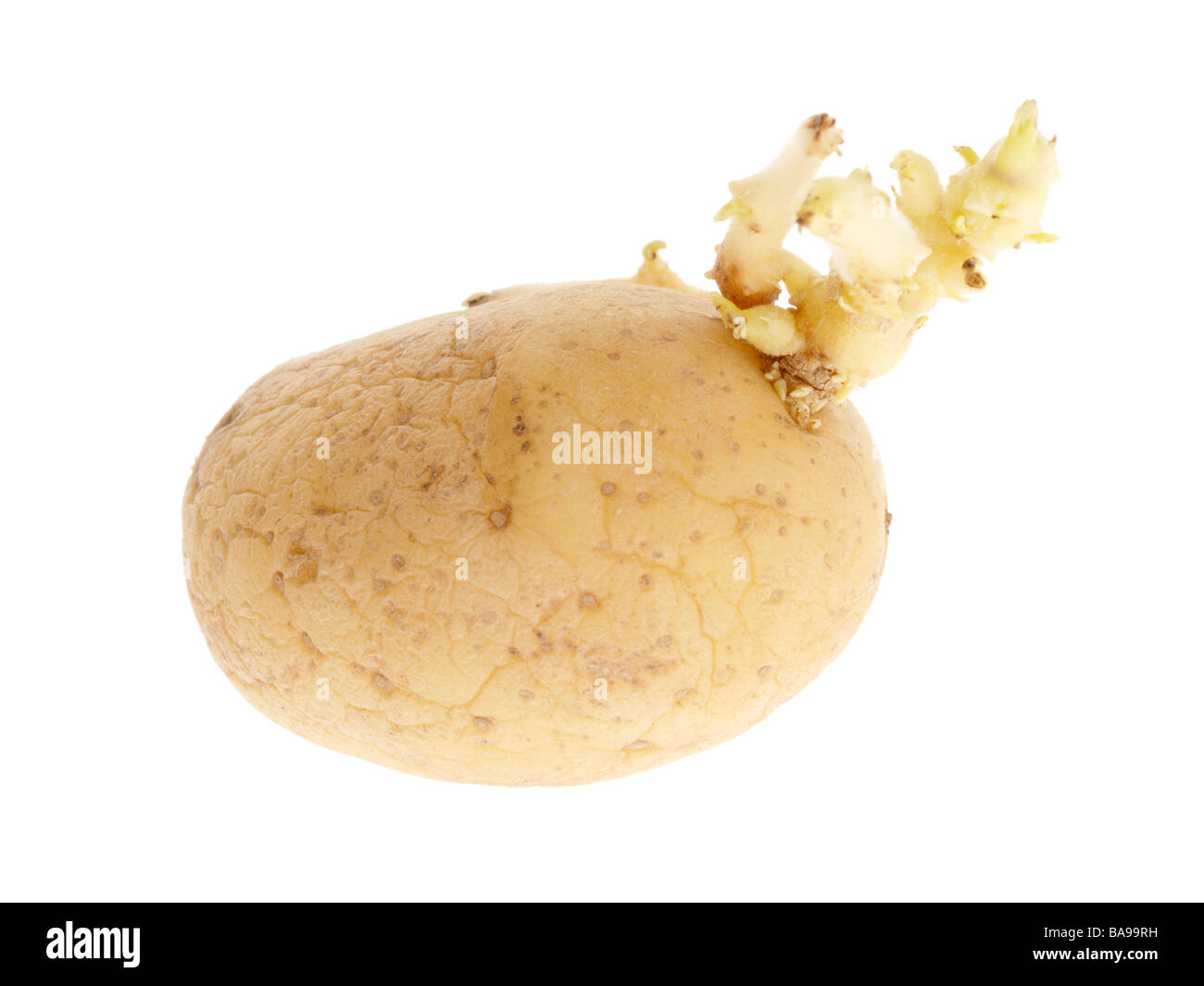 Gone Off Potato Stock Photo Alamy