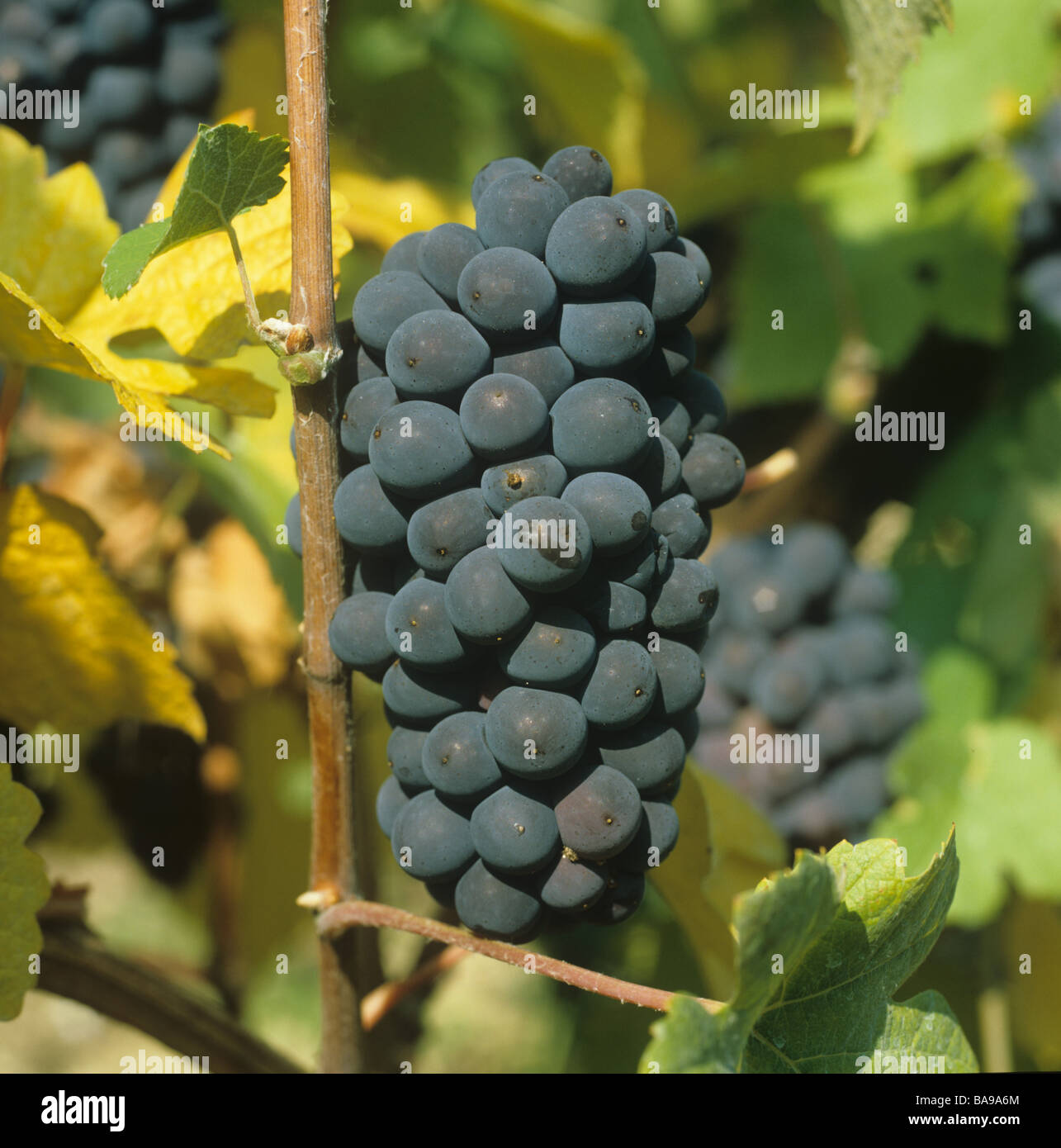 Pinot Meunier Grapes