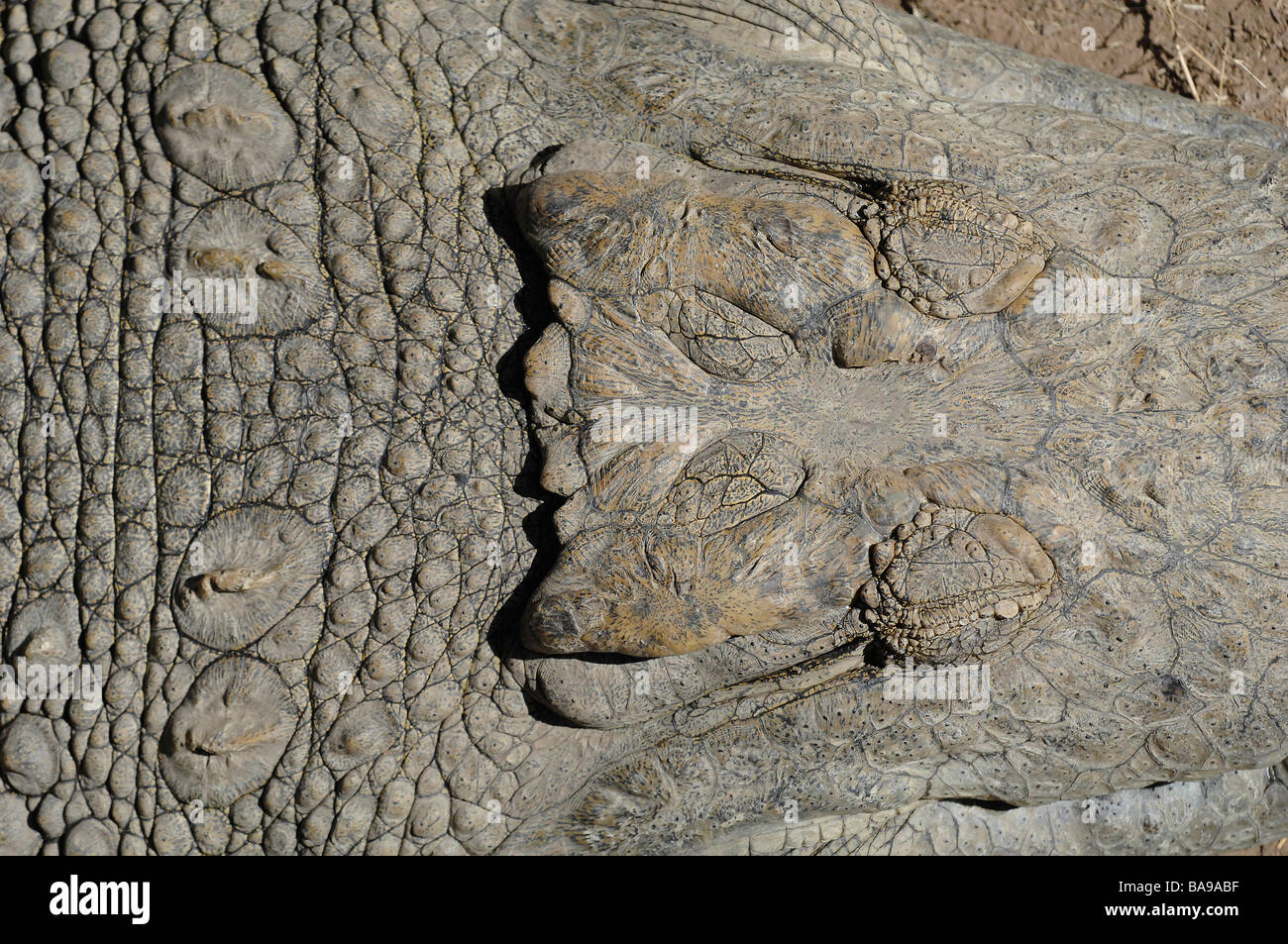 Crocodiles are farmed legally for their skins and meat at a crocodile farm in Victoria Falls Zimbabwe. Stock Photo