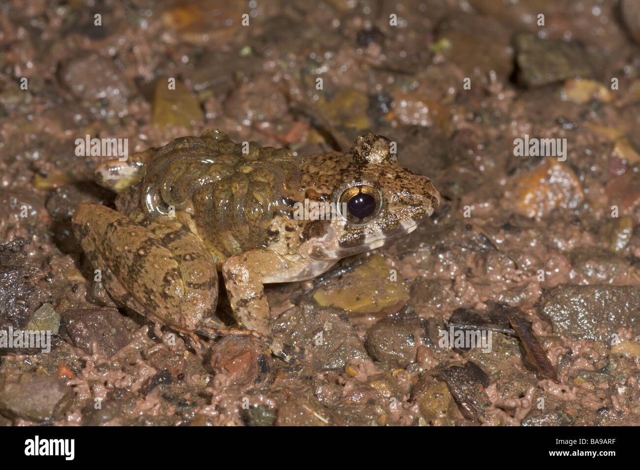 Rough Guardian Frog Limnonectes finchi male with tadpoles on back Danum