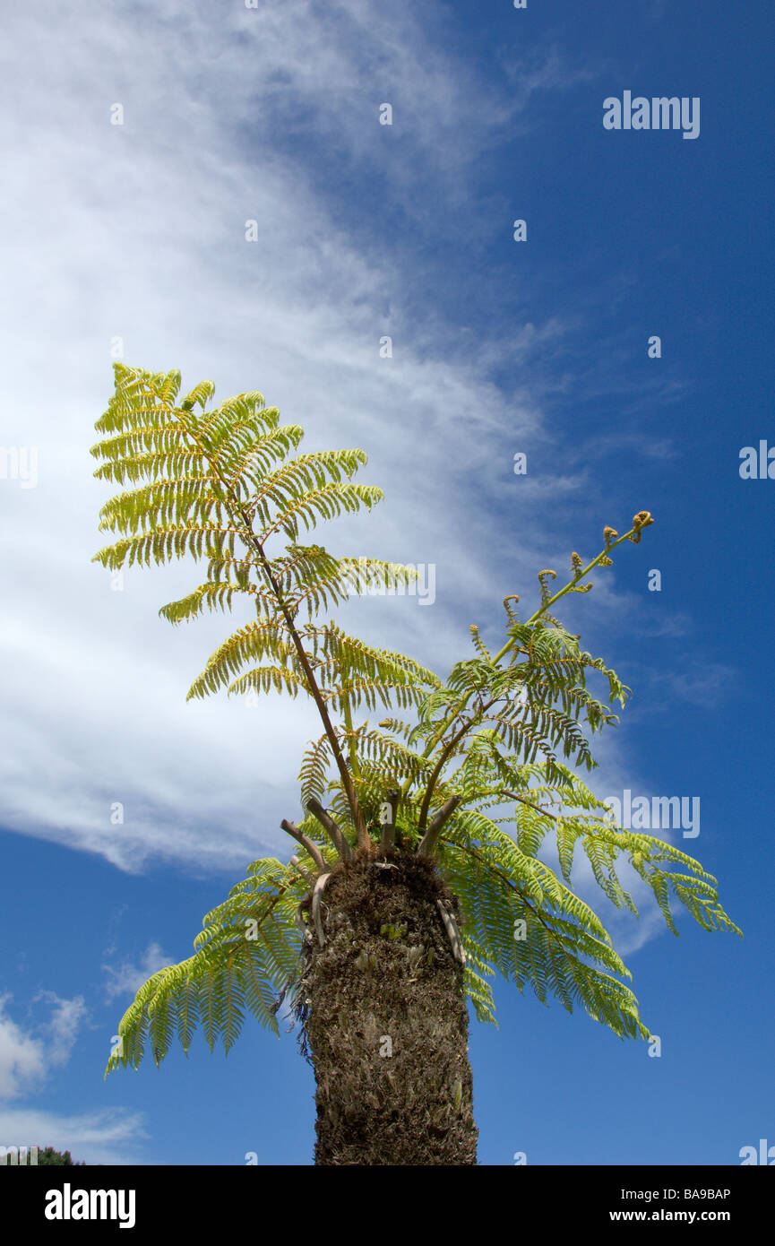 Common tree fern Stock Photo