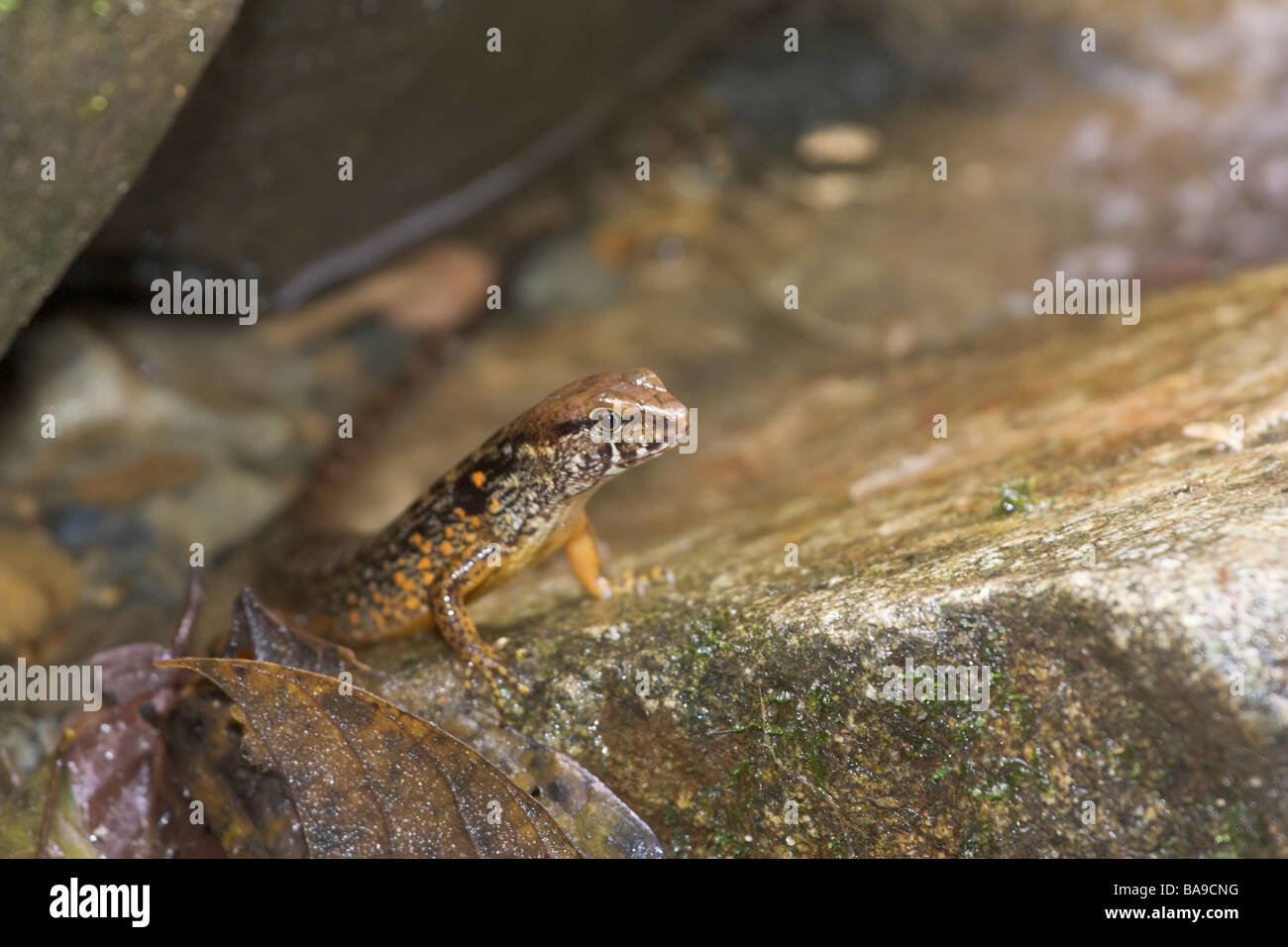 Water Skink Tropidophorus sp Kinabalu National Park Sabah Borneo Malaysia Stock Photo