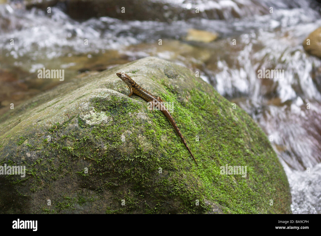 Water Skink Tropidophorus sp Kinabalu National Park Sabah Borneo Malaysia Stock Photo