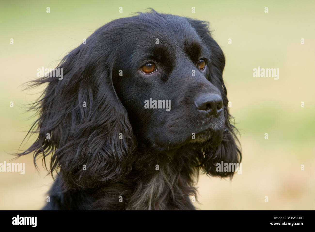 a black cocker spaniel working dog or gun dog Stock Photo Alamy