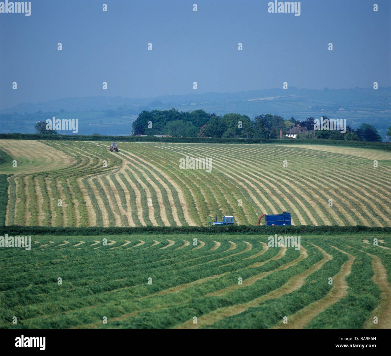 Lines of lying cut grass after mowing for silage foraging Devon Stock Photo