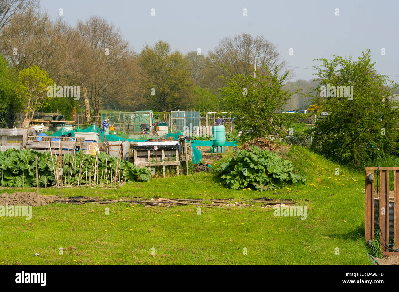 garden Allotments allotment Gardening uk Stock Photo
