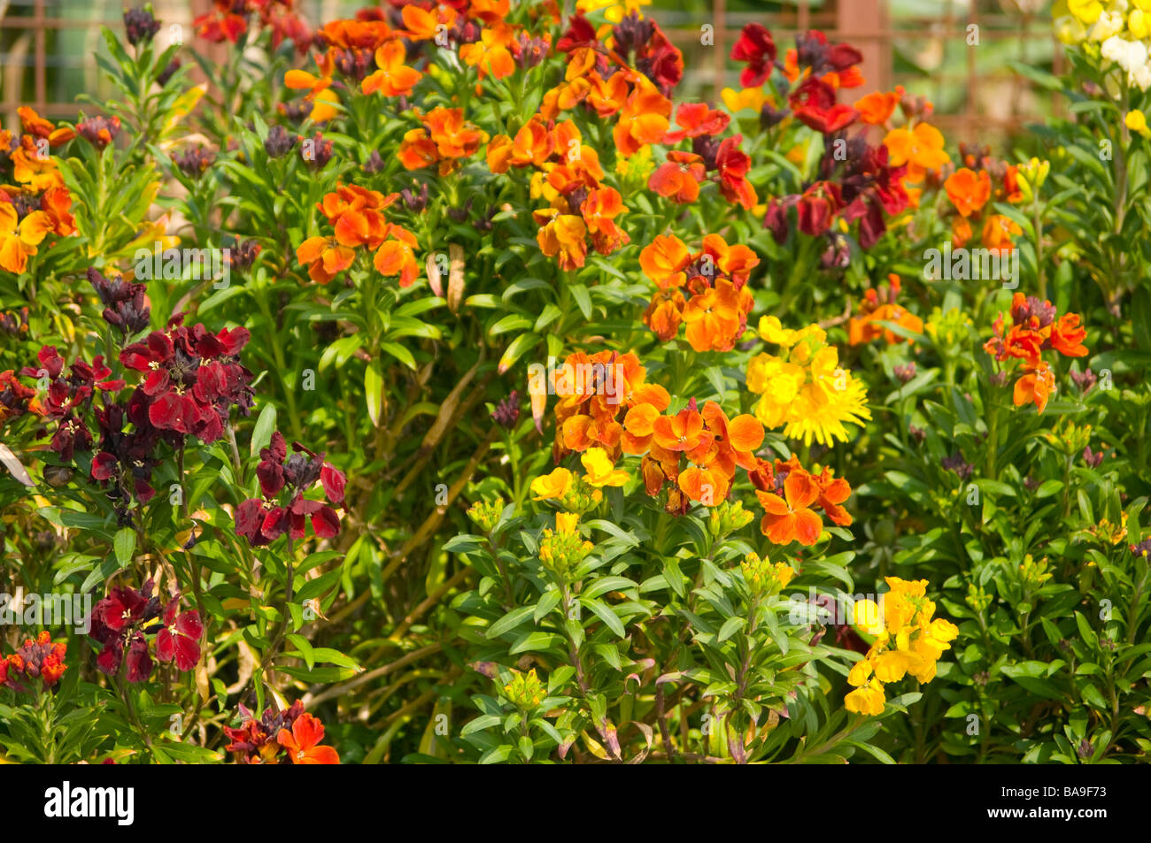 Colourful spring Wallflowers 'Erysimum cheiri' spring bedding Stock Photo