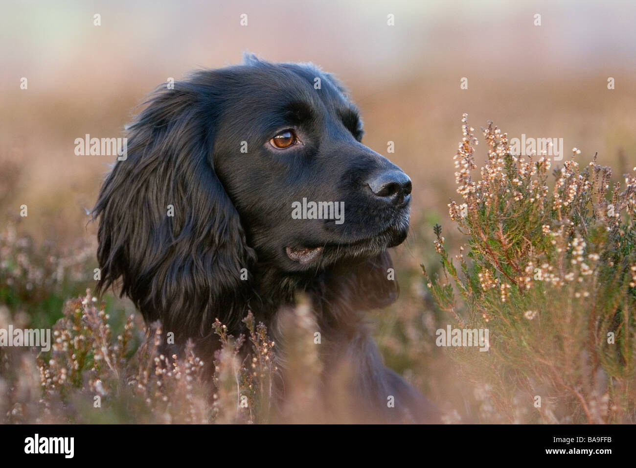 a black cocker spaniel working dog or gun dog Stock Photo - Alamy