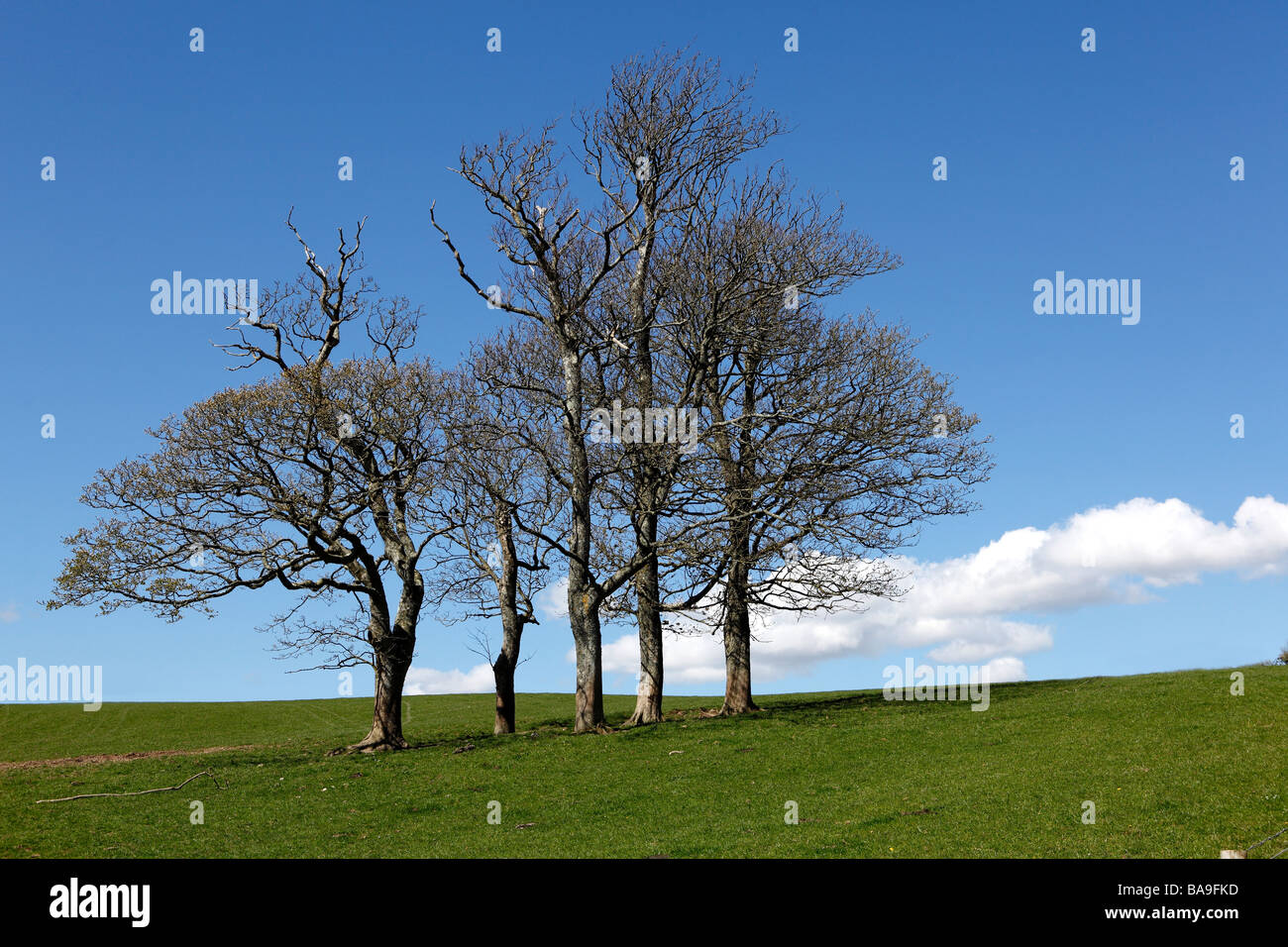 a landscape with a small group of trees on the horizion and clear blue