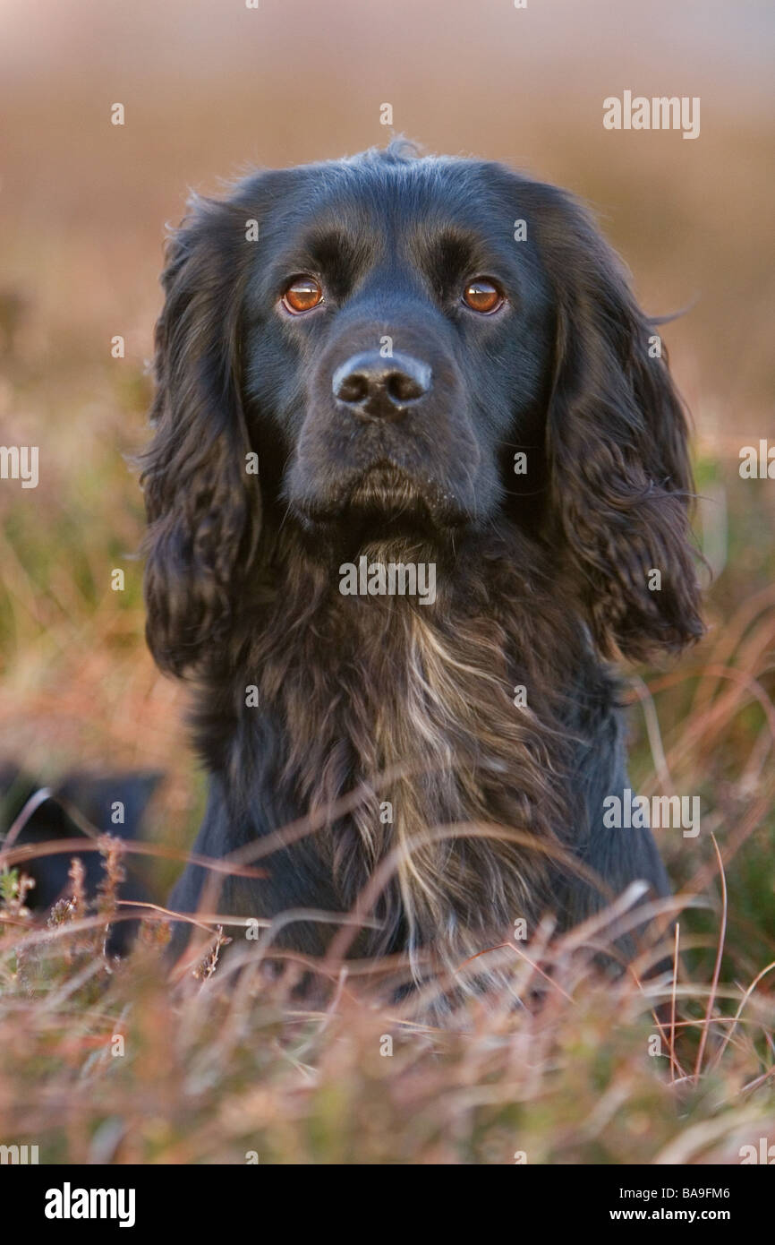 a black cocker spaniel working dog or gun dog Stock Photo Alamy