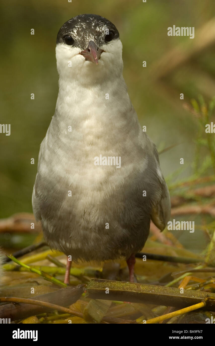Portrait of Whiskered Tern (Chlidonias hybrida) Stock Photo