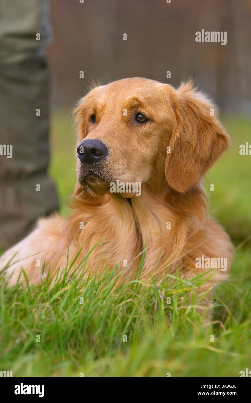 A Golden Retriever working dog or gun dog laying down Stock Photo