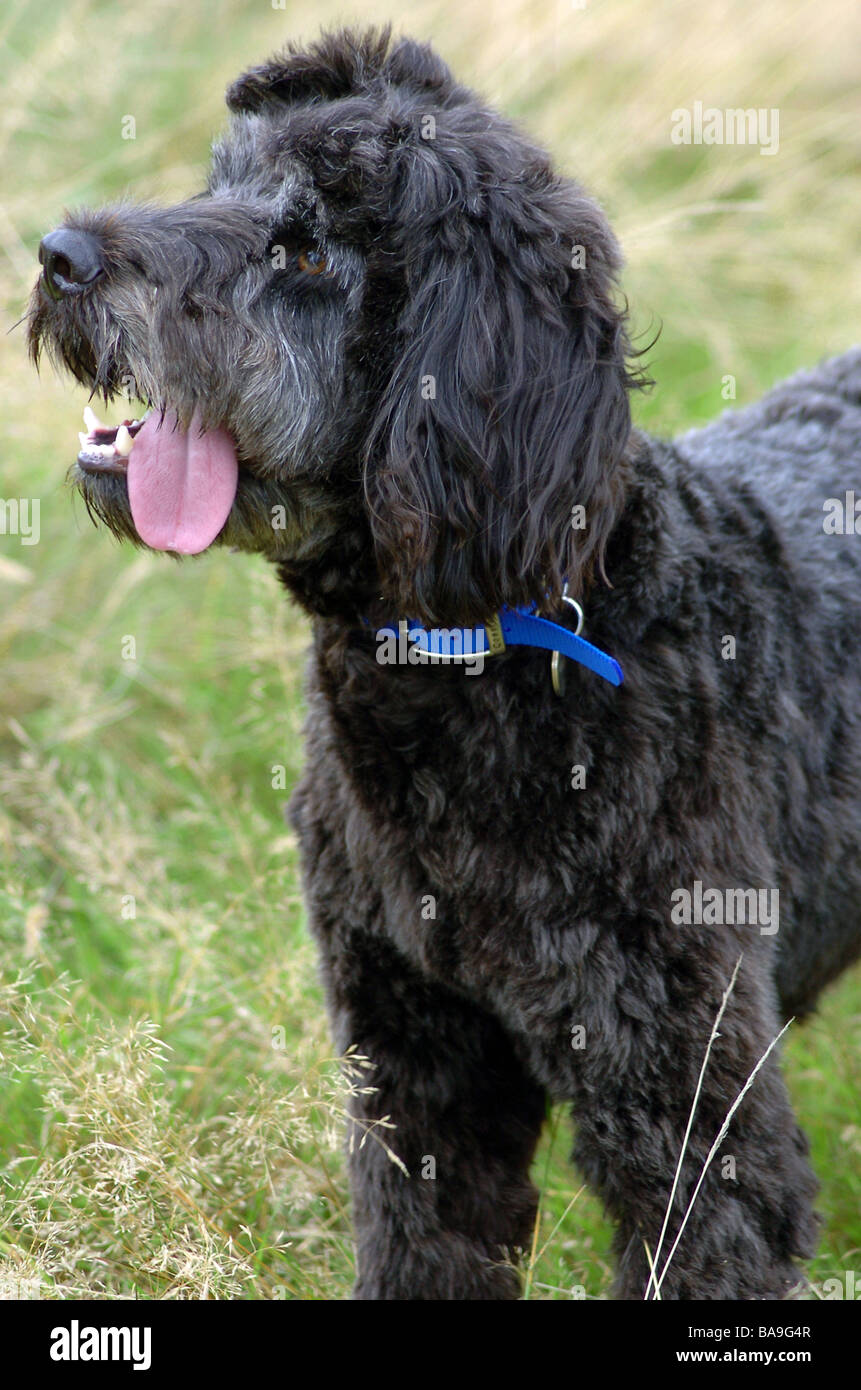A Portuguese water dog on Hampstead Heath, London looking silly with his tongue sideways. Stock Photo