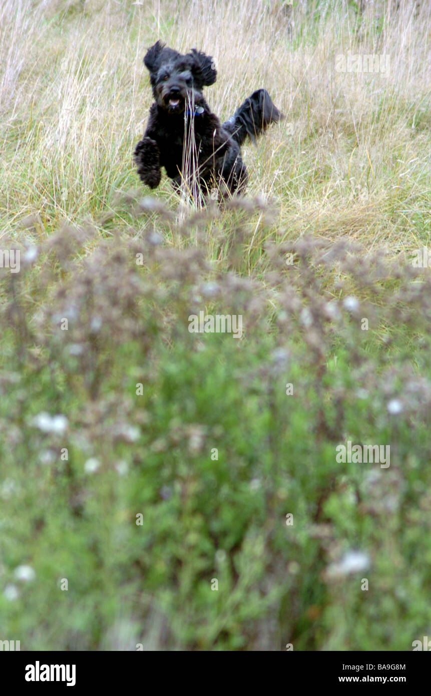 A Portuguese water dog on Hampstead Heath, London jumping through the high grasses. Stock Photo