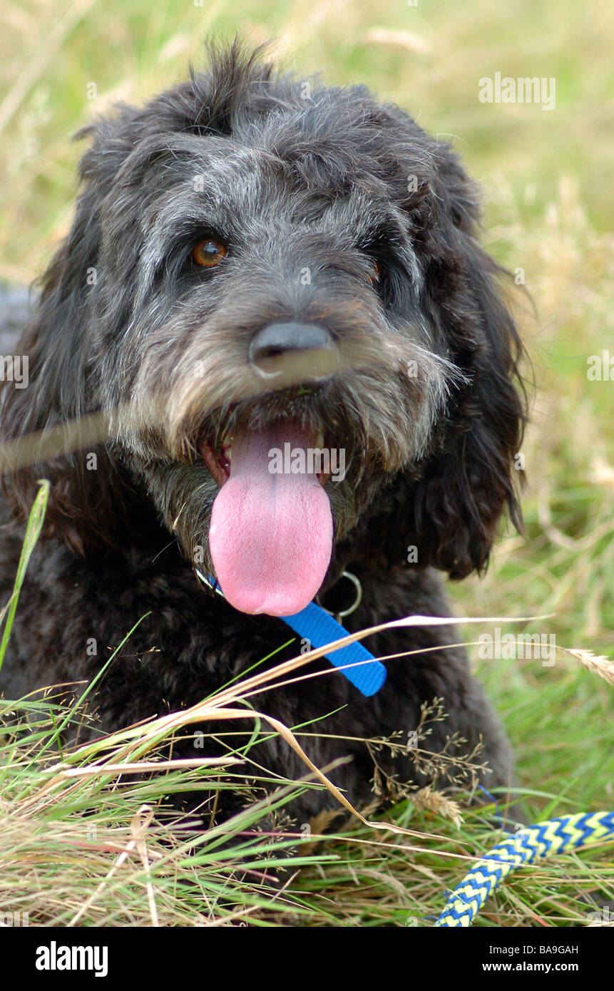 A portrait of a Portuguese water dog on Hampstead Heath, London Stock Photo