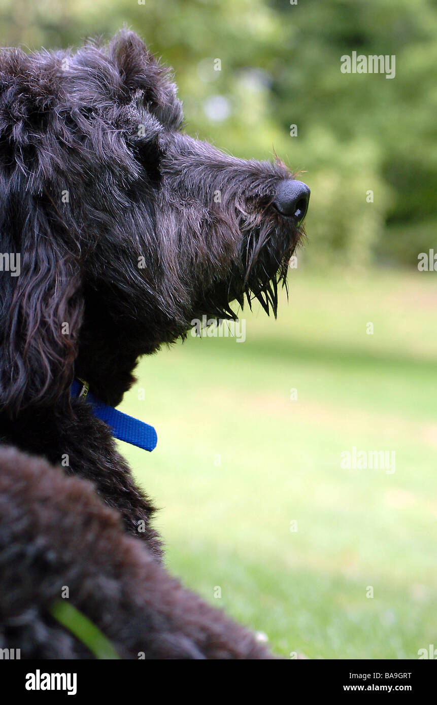 A Portuguese water dog on Hampstead Heath, London Stock Photo