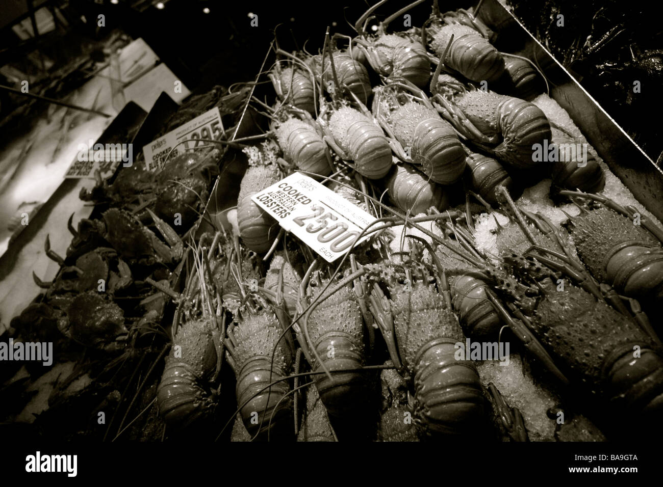 Big lobster south australia hires stock photography and images Alamy