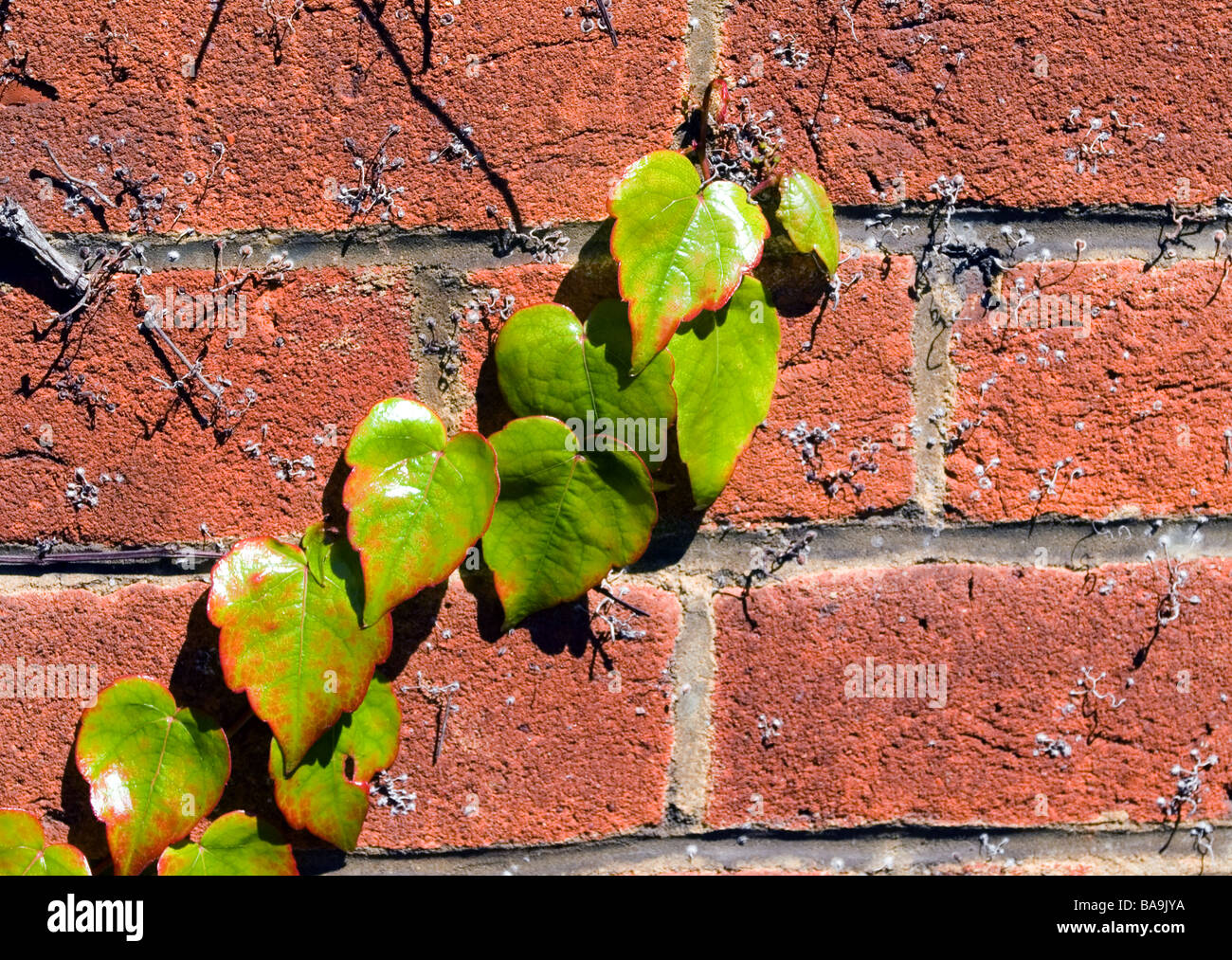 Leaves Climbing on a Wall Stock Photo