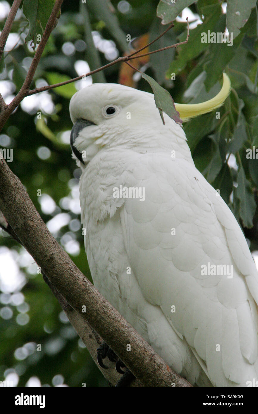 Sulphurcrested cockatoo in tree at Sydney Botanical Gardens Stock