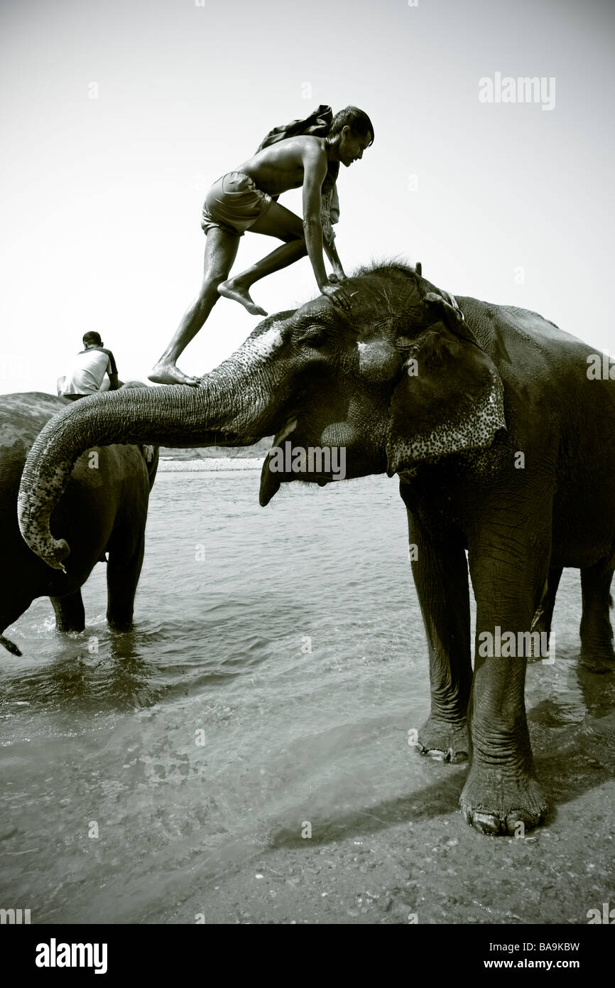 An elephant keeper gets a lift up after bathing his elephant in the river, Nepal Stock Photo