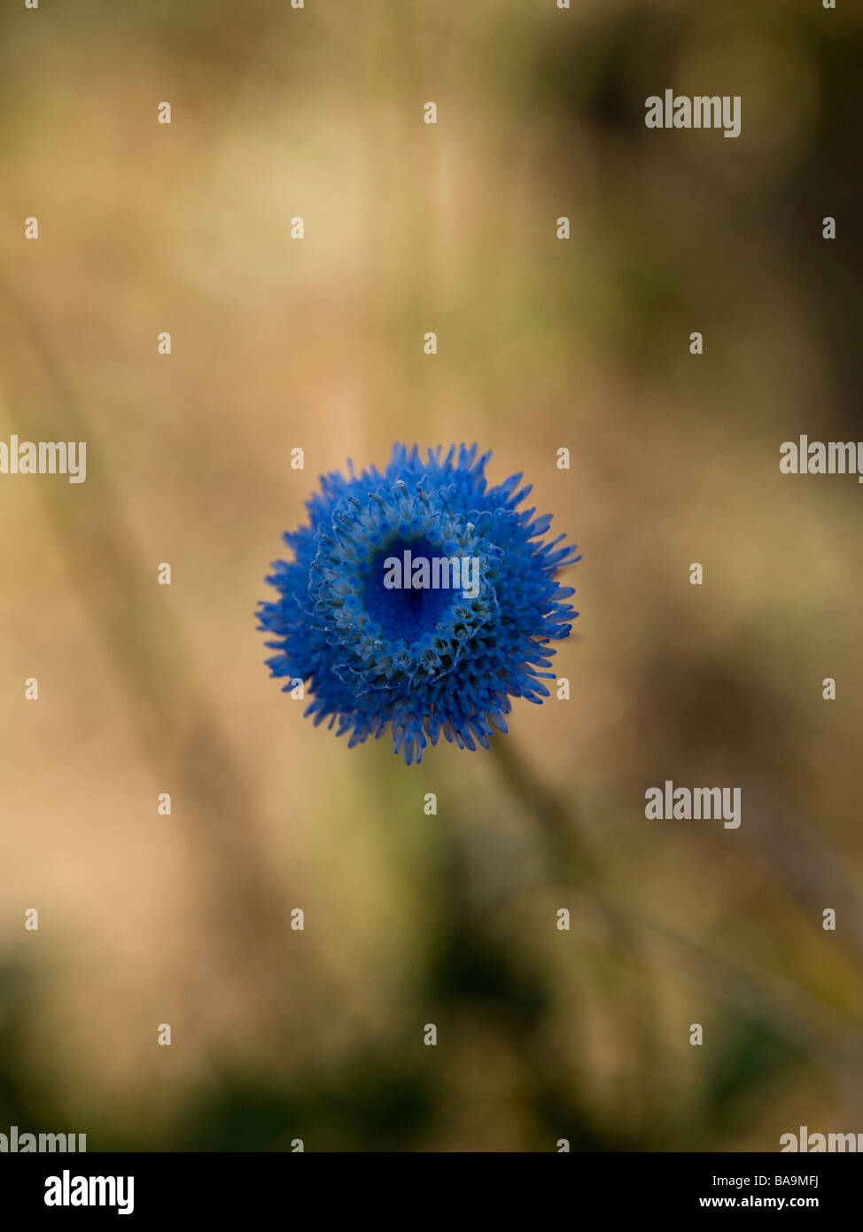 Blue Wild Flower with blurred background Stock Photo - Alamy