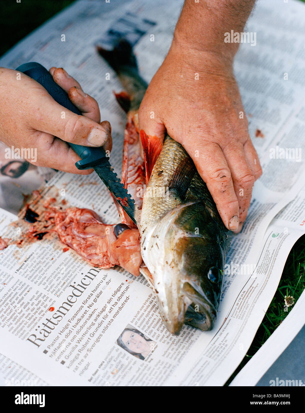 Fish being cleaned, Sweden. Stock Photo