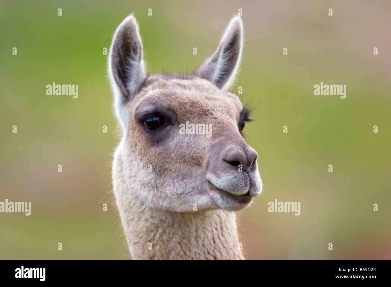 Guanacos Torres del Paine National Park Patagonia Chile Stock Photo