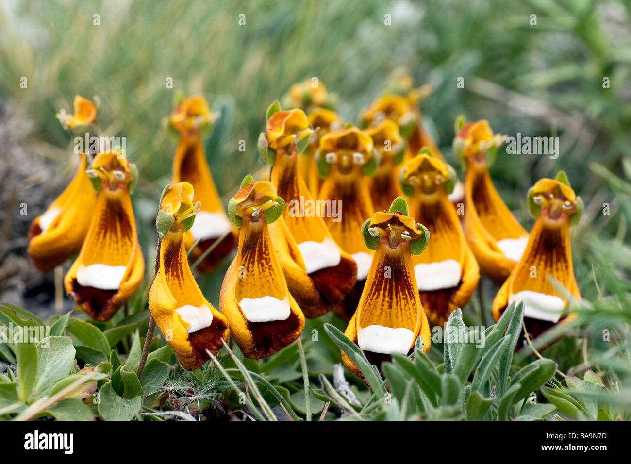 Sand Ladys Slipper Zapatito de la Virgen Torres del Paine National park Chile Stock Photo