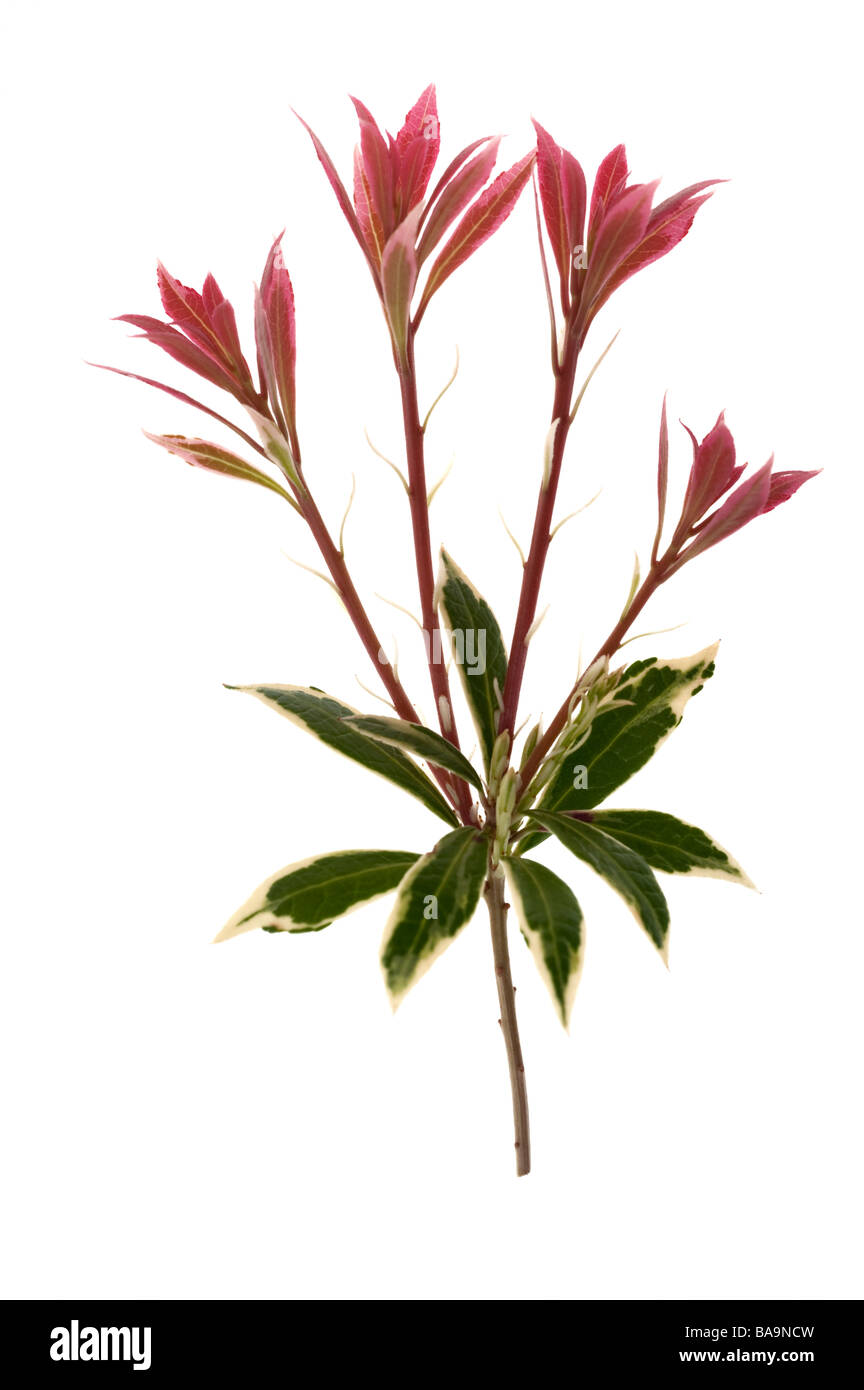 "Peiris Japonica" "Little Heath" pink tipped new growth Stock Photo