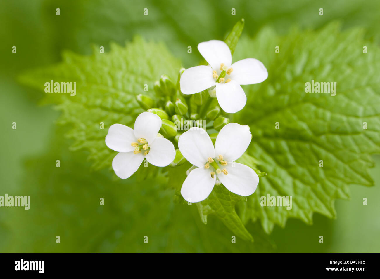 Garlic Mustard Alliaria petiolata coming into flower Kent UK spring Stock Photo