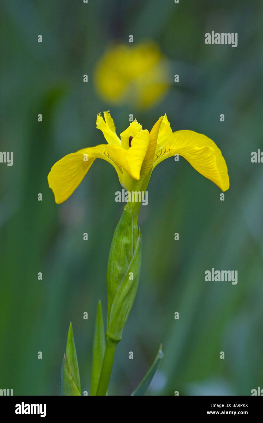 Yellow Flag Iris Iris pseudacorus photographed at the Messingham Sand ...