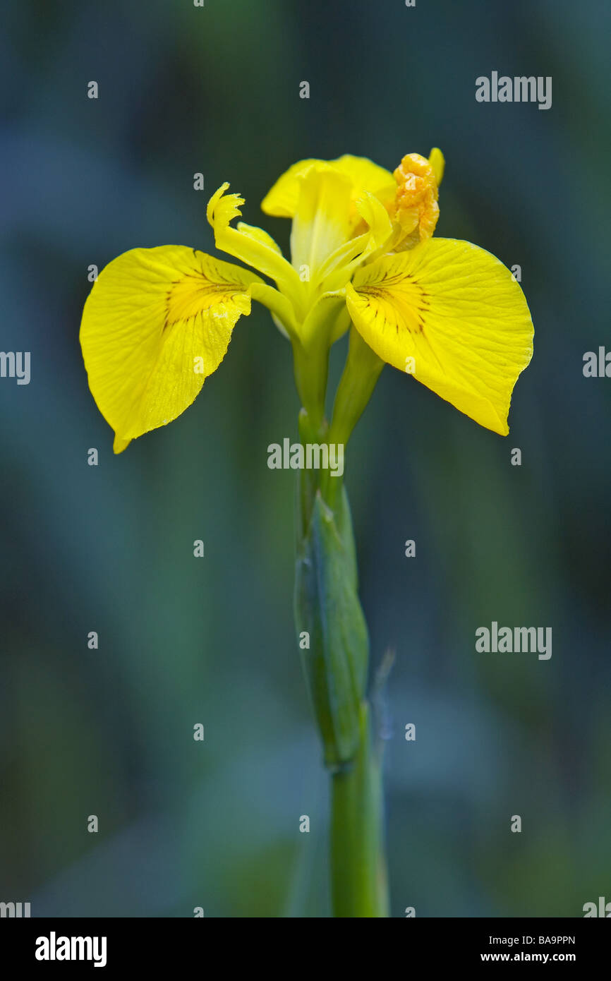 Yellow Flag Iris Iris pseudacorus photographed at the Messingham Sand Quarry Nature Reserve early on a June morning Stock Photo