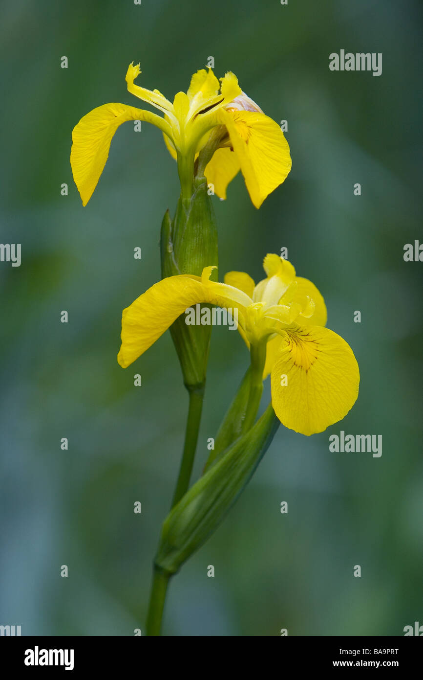 Yellow Flag Iris Iris pseudacorus photographed at the Messingham Sand Quarry Nature Reserve early on a June morning Stock Photo