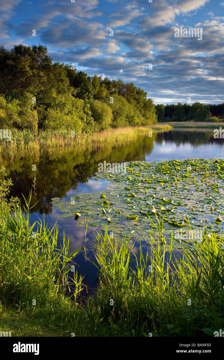 The Messingham Sand Quarry Nature Reserve on a June evening. Owned by the Lincolnshire Wildlife Trust. Stock Photo