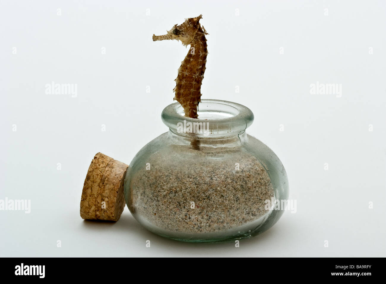 Seahorse in a small jar filled with sand with the cork stopper by it's side Stock Photo