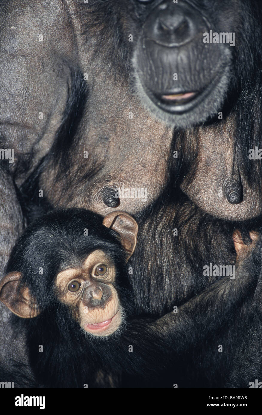 Chimpanzees at a zoo Kolmarden Sweden Stock Photo