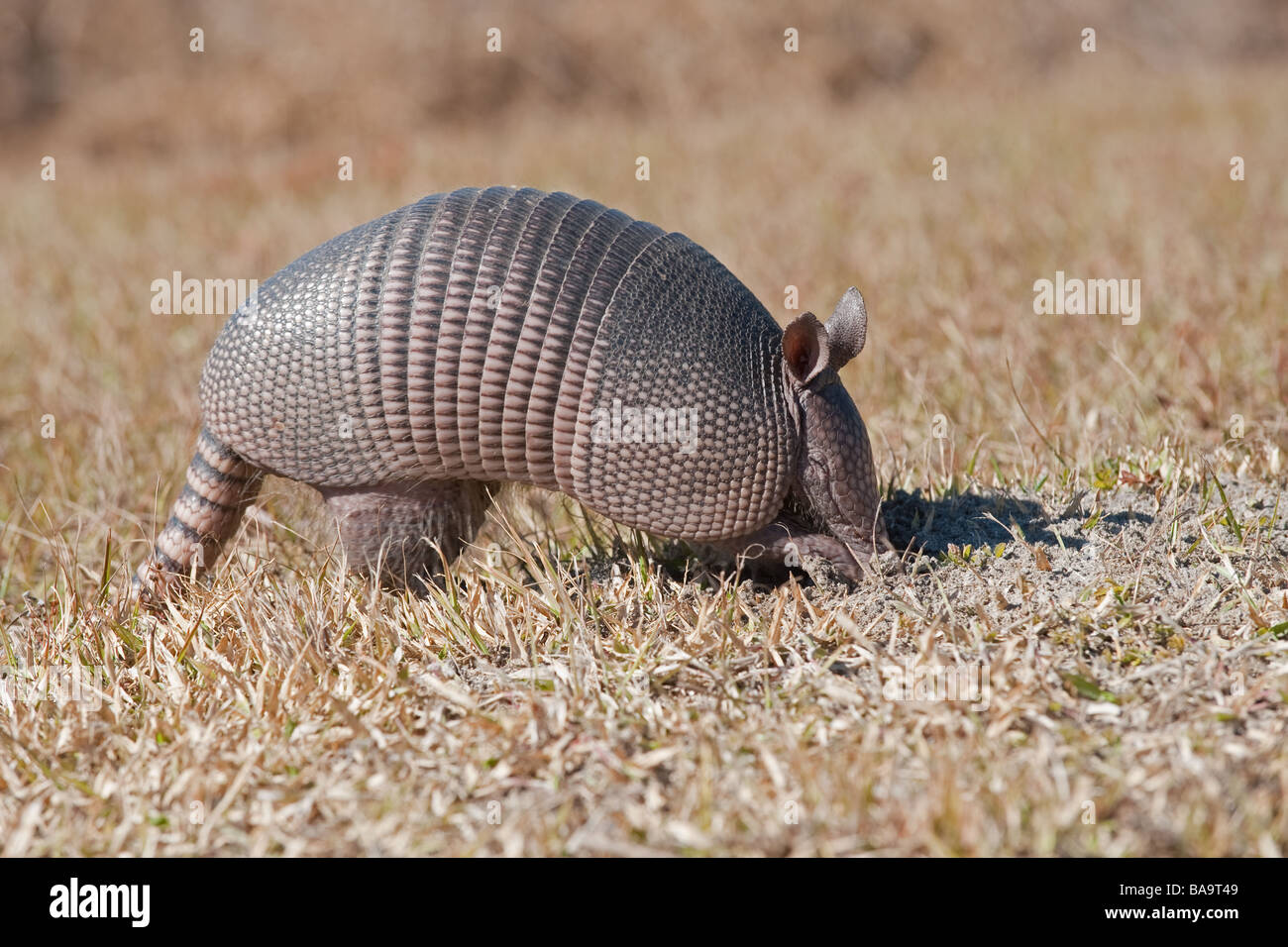 Armadillo ball hi-res stock photography and images - Alamy