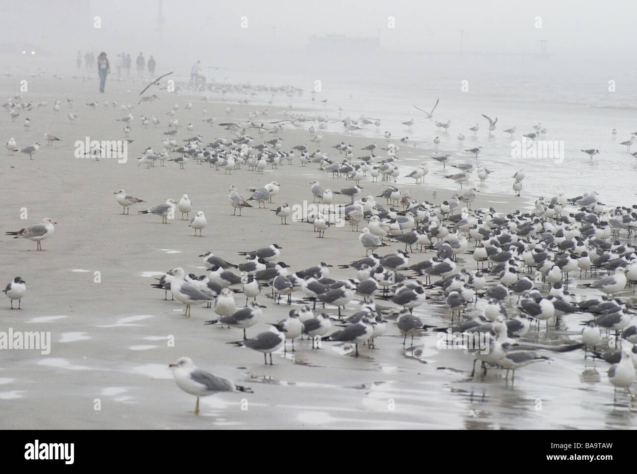 Seagulls stand on the edge of the water on a foggy day in Daytona Beach