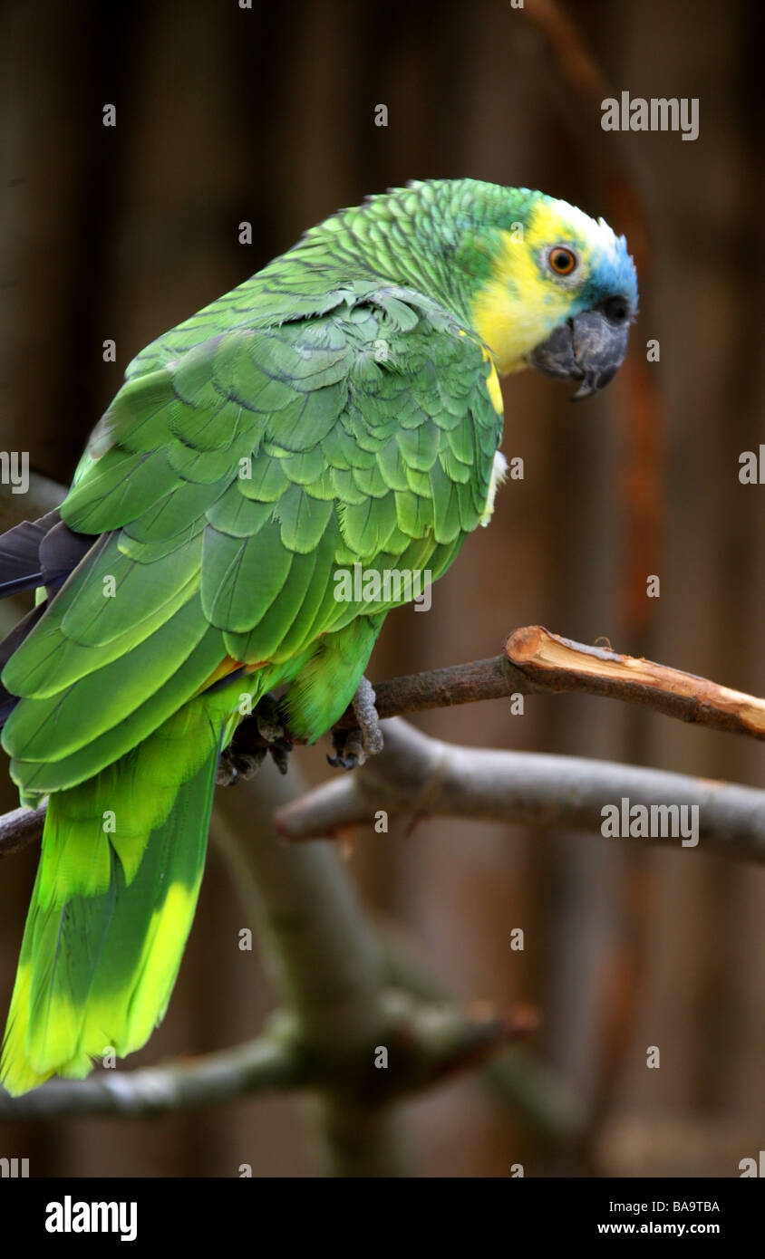 Blue-fronted Amazon Parrot, Amazona aestiva, Psittacidae. Stock Photo