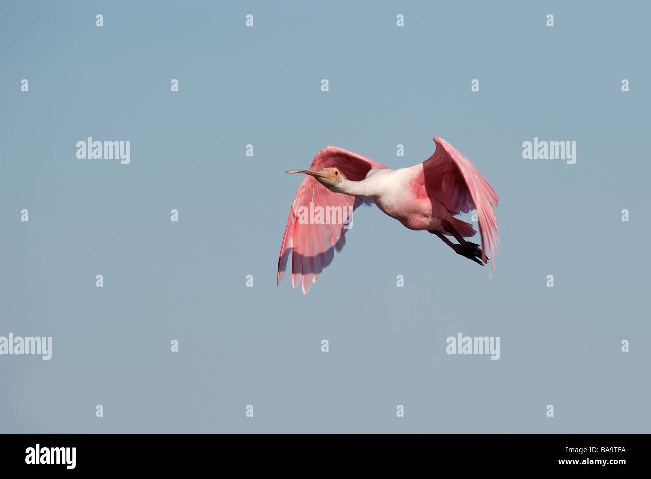 Roseate spoonbill ajaia ajaia red spoonbill hi-res stock photography ...