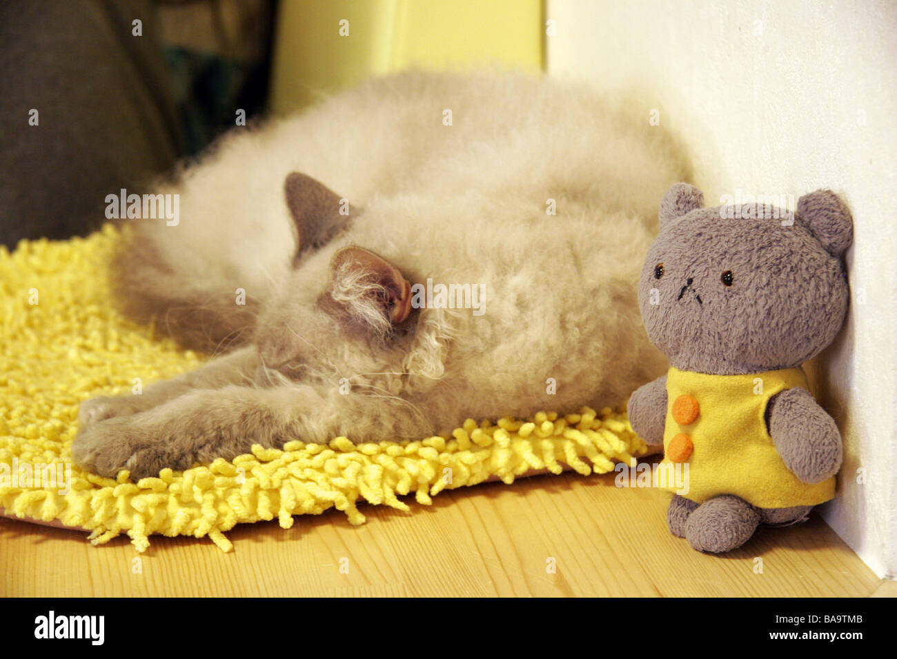 Cat sleeping next to cat toy in Cat Cafe, Tokyo, Japan Stock Photo