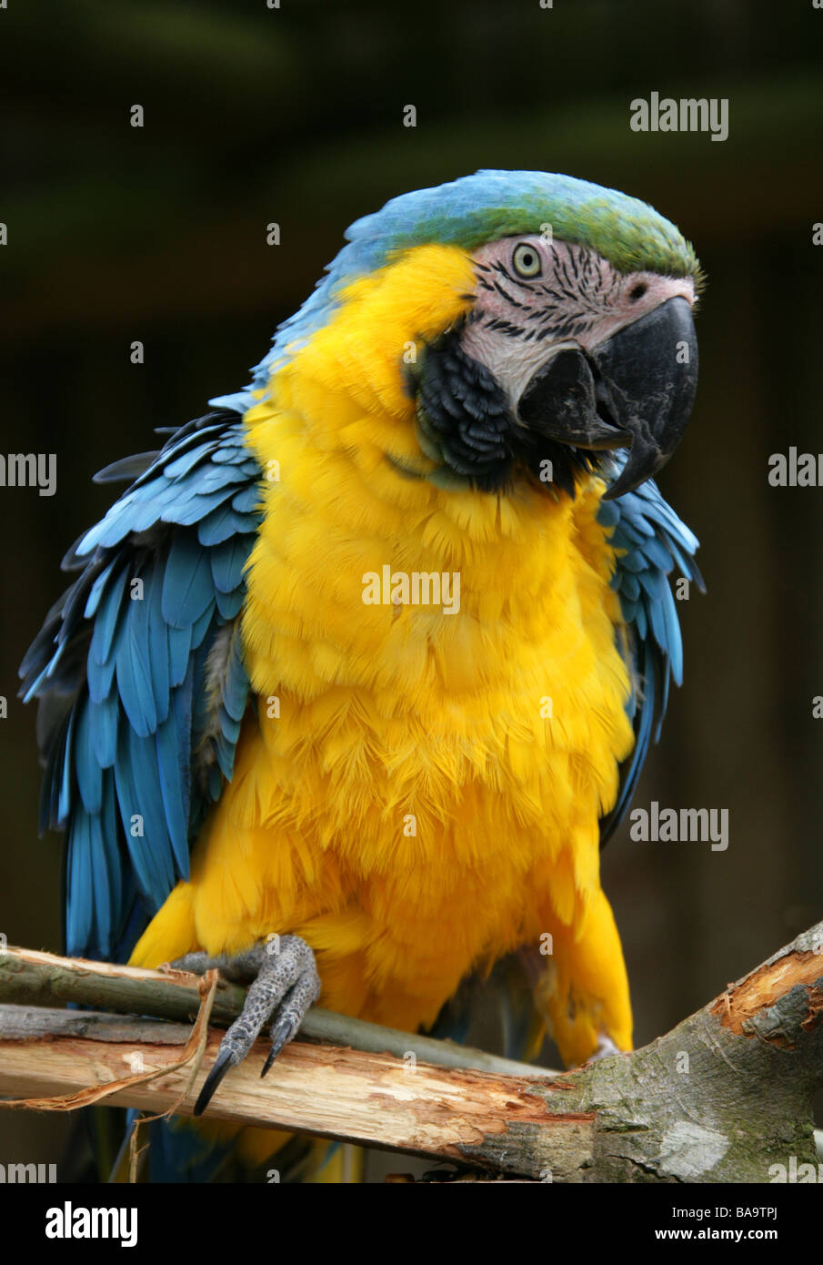Blue and Yellow Macaw,  Ara ararauna, Psittacidae Stock Photo