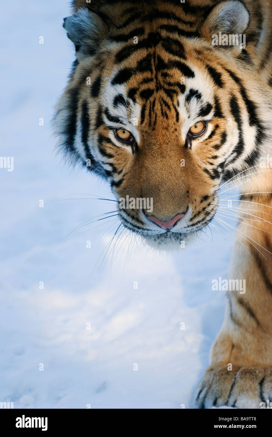 Bengal tiger in snow at a zoo Kolmarden Sweden Stock Photo