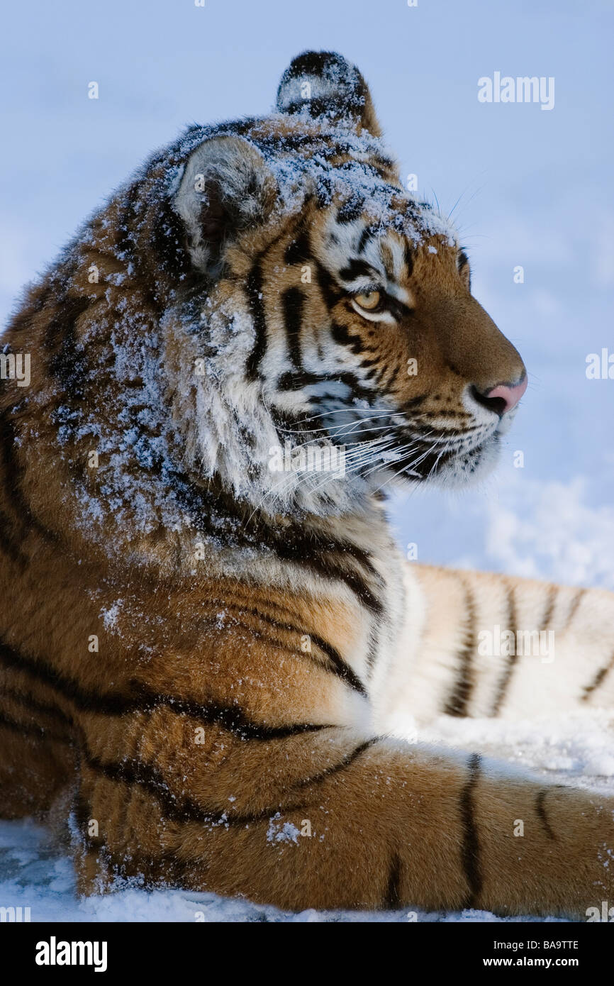 Bengal tiger in snow at a zoo Kolmarden Sweden Stock Photo