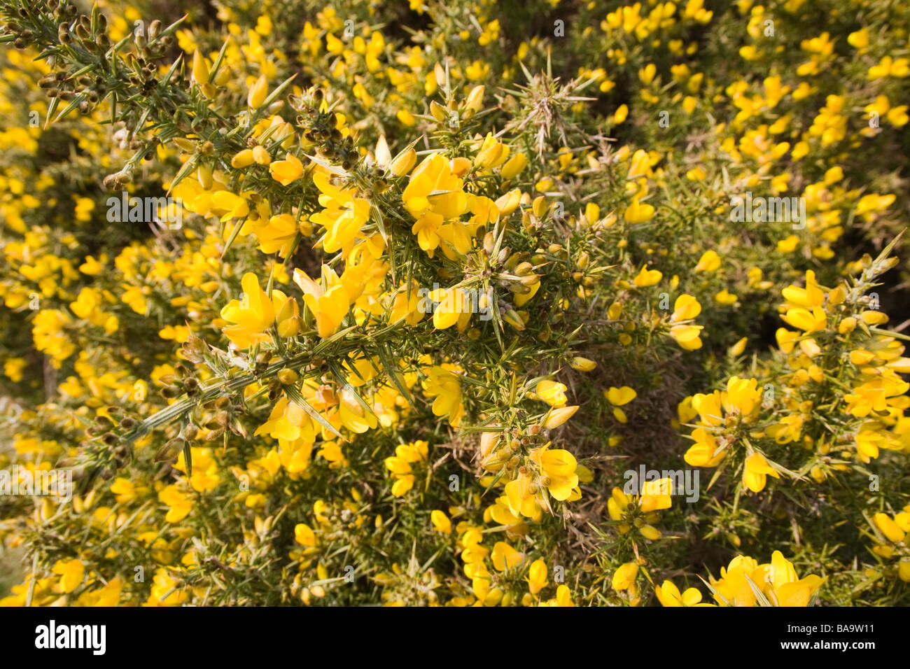 A mass of Gorse blossom at spring in the British Isles Stock Photo