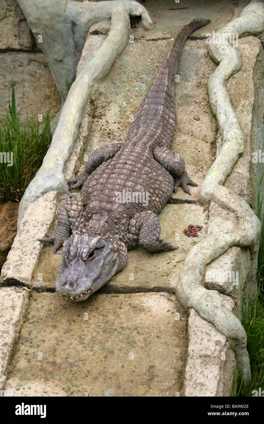 Chinese Alligator, Alligator sinensis, Alligatoridae, Crocodilia, Reptilia Stock Photo
