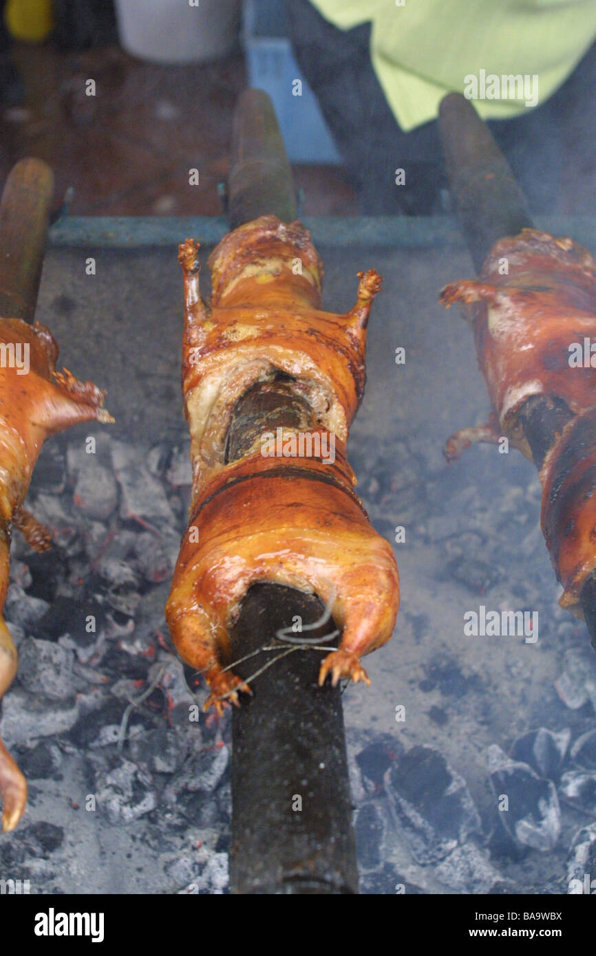 Cuy High Resolution Stock Photography And Images Alamy